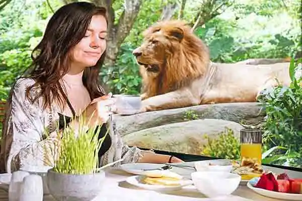 breakfast with Lion breakfast with Lion
